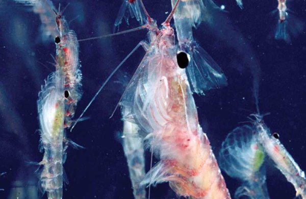 Криль антарктический