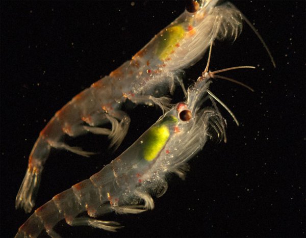 Криль антарктический