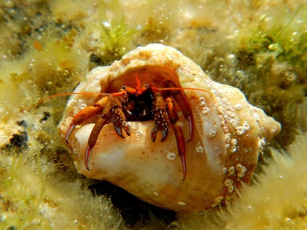 Ракушка рапана Черноморская