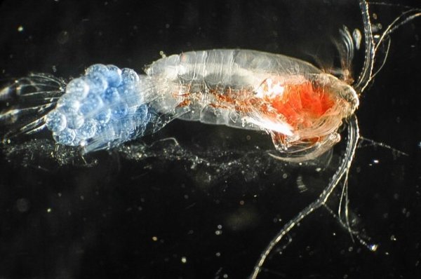 Зоопланктон рачки