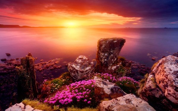 Цветы в горах