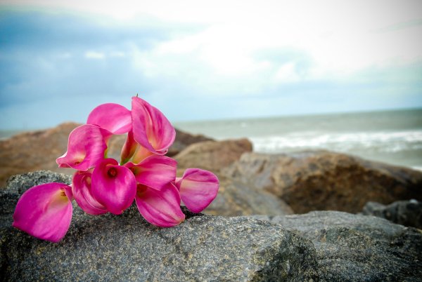 Цветы на скалах