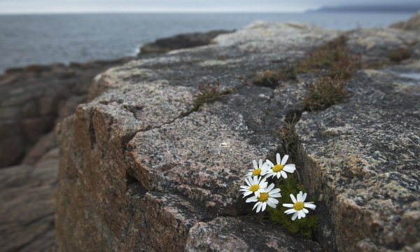 Цветы на камнях и на скалах