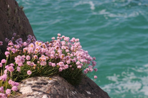 Цветы камни