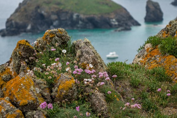 Берег море в цветах