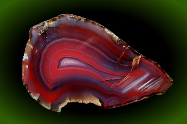 Устрицы жемчужницы черный жемчуг