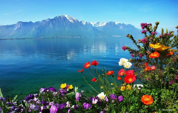 Озеро с цветами