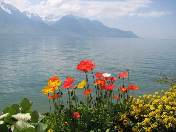 Алые маки Иссык-куля