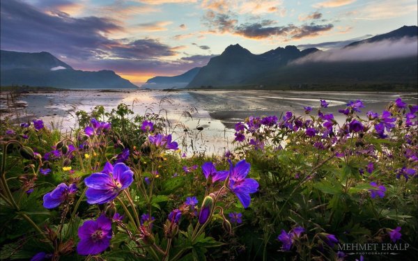 Берег с цветами