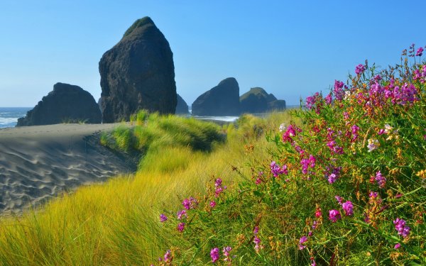 Море скалы цветы