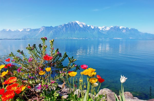 Женевское озеро горы цветы