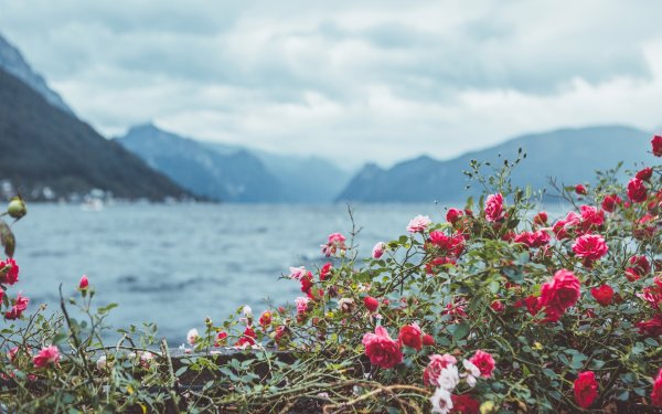 Крымский горный шиповник