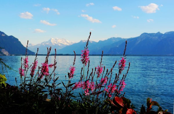 Горы море солнце цветы