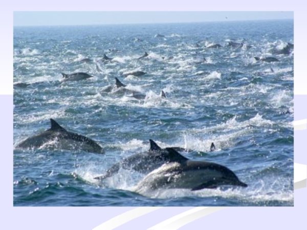 Дальневосточный морской заповедник дельфины