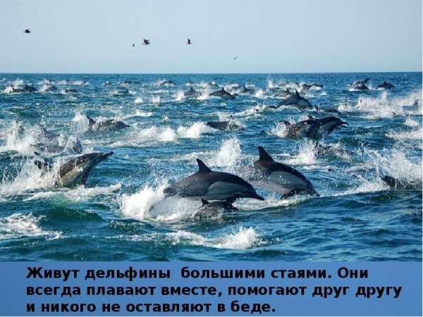 Фото на тему Sea Grace с дельфинами и подводным миром