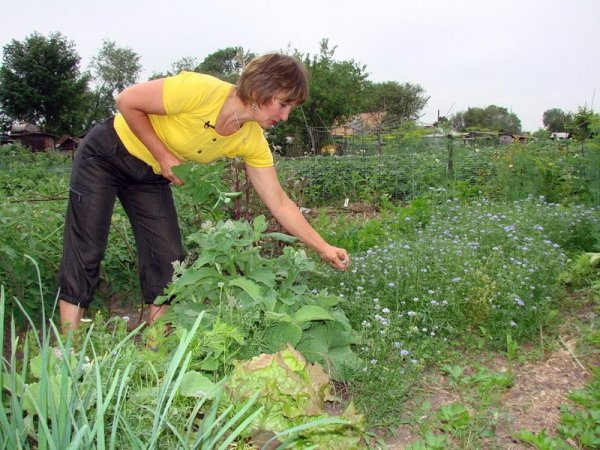 Люди в огороде летом