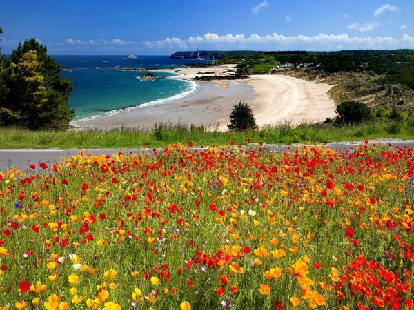 Цветочное поле и море