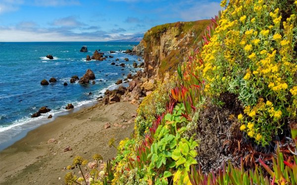 Растения морских побережий