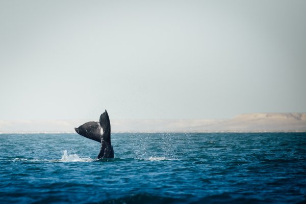 Киты в океане