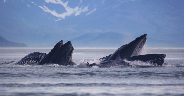 Морские обитатели кит