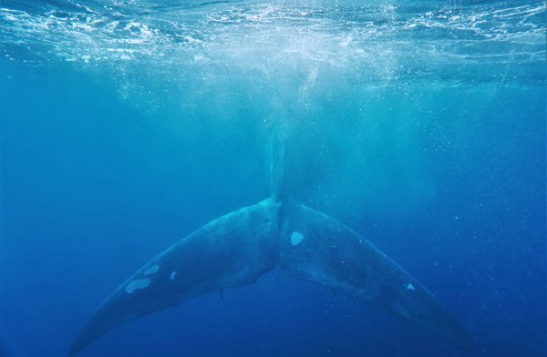 Красивые касатки