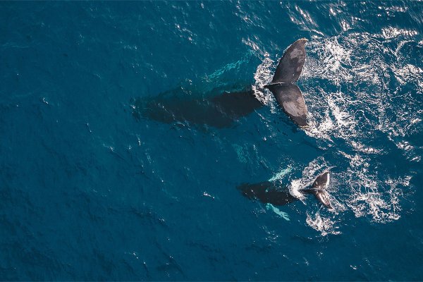 Тихий океан киты