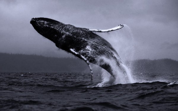 Горбач синий кит Кашалот