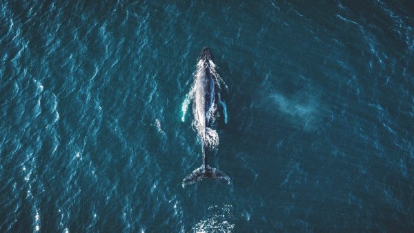 Горбатый кит Камчатка