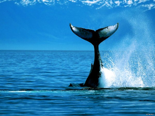 Дети моря кит