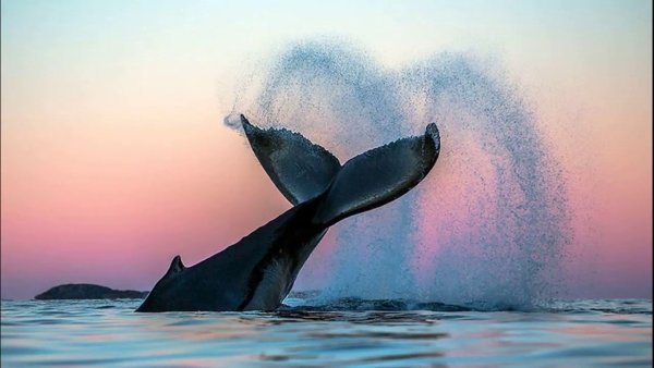 Картина морской кит