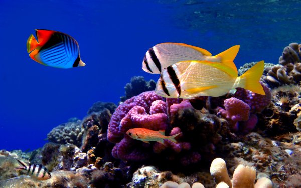 Подводный мир красного моря