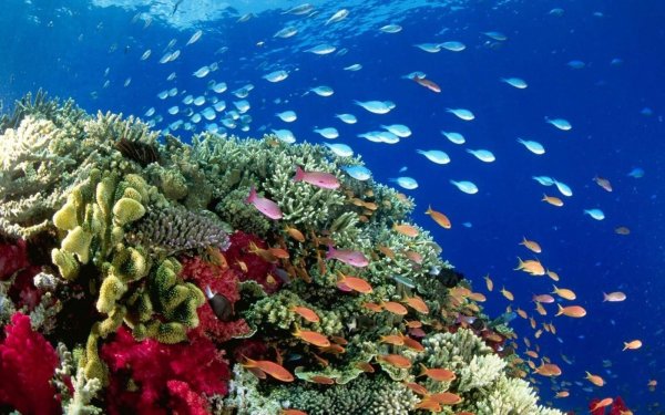 Большой Барьерный риф