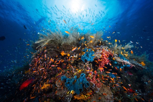 Коралловый риф Юрий Латынов