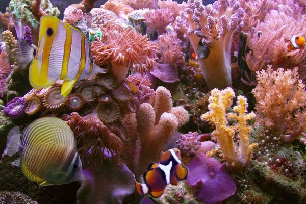 Барьерный риф кораллы