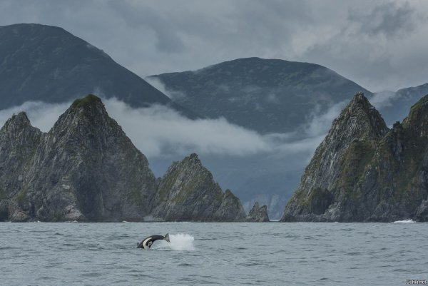 Шантарские острова киты