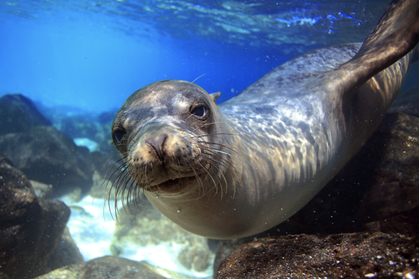 Морские львы на Галапагосах