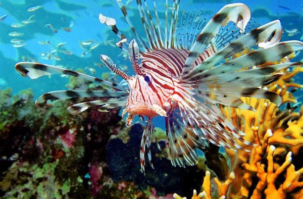 Рыба крылатка Египет