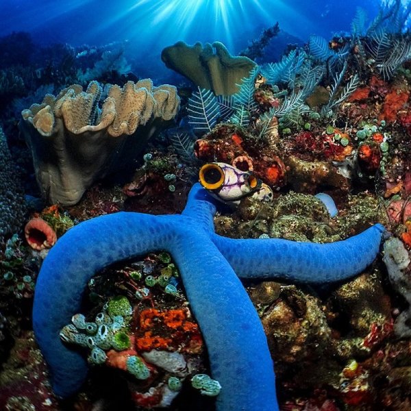 Морские обитатели