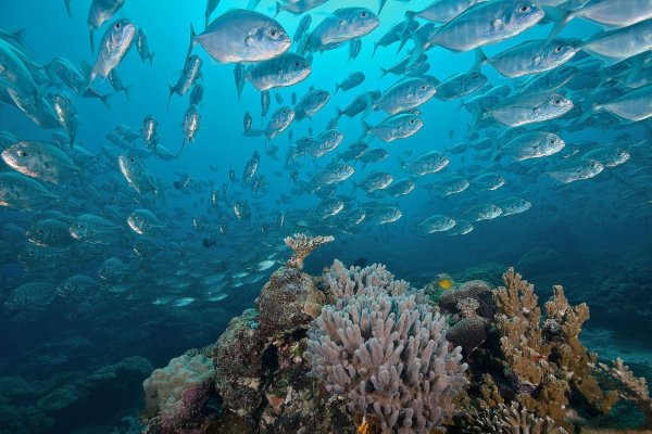 Рыбы Тихого океана