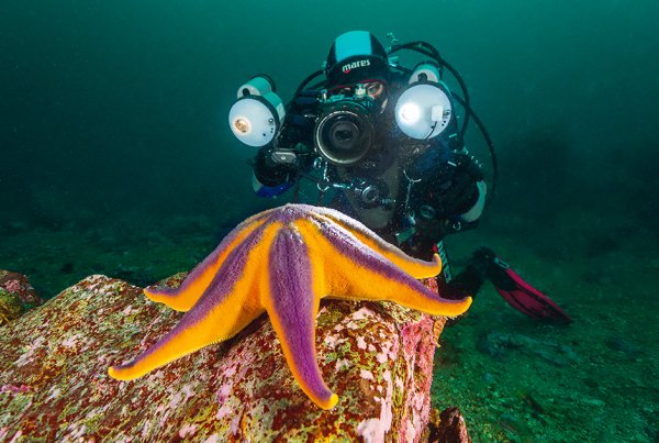 Дальневосточный морской заповедник обитатели