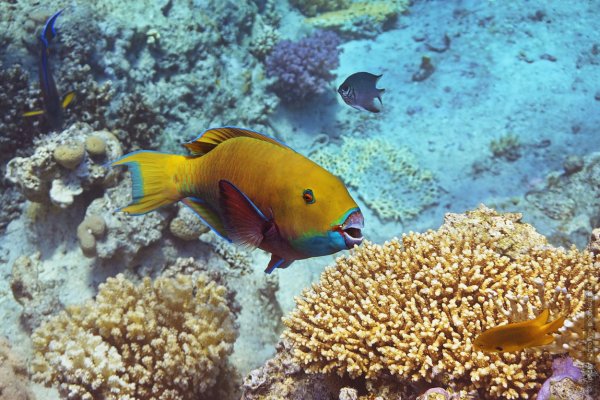 Рыба попугай красное море