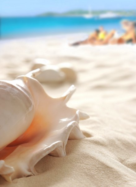 Ракушки на песке