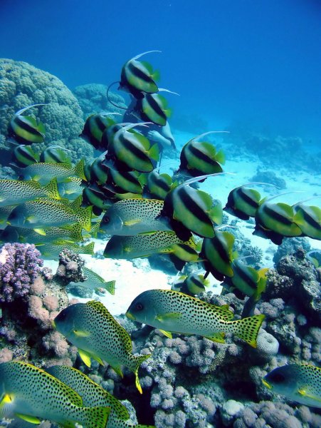 Рас Мохаммед риф