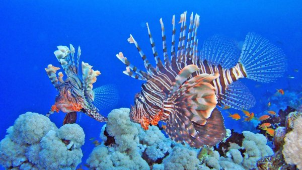 Подводный мир Египта Шарм-Эль-Шейх