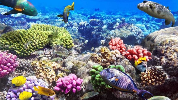 Рыба хирург Шарм Эль Шейх