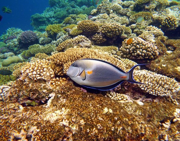 Красное море рыба хирург