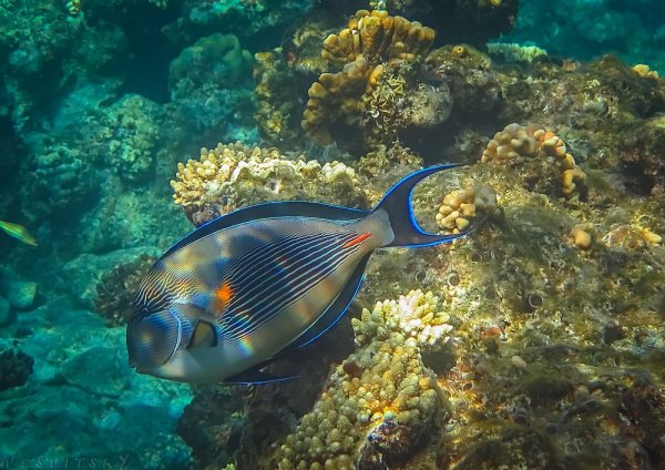 Подводный риф Шарм-Эль-Шейх