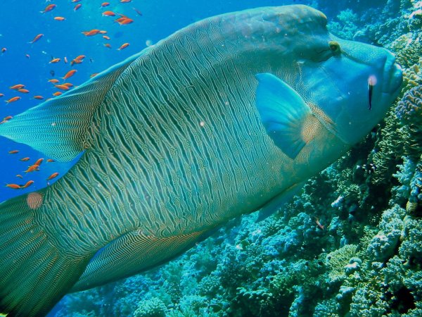 Египет подводный мир красного моря