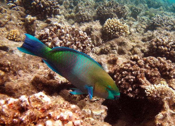 Рыба-бабочка Chaetodon Auriga