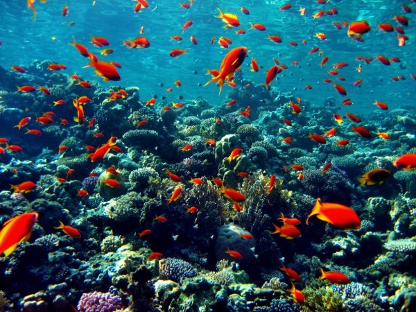 Риф Шарм-Эль-Шейх